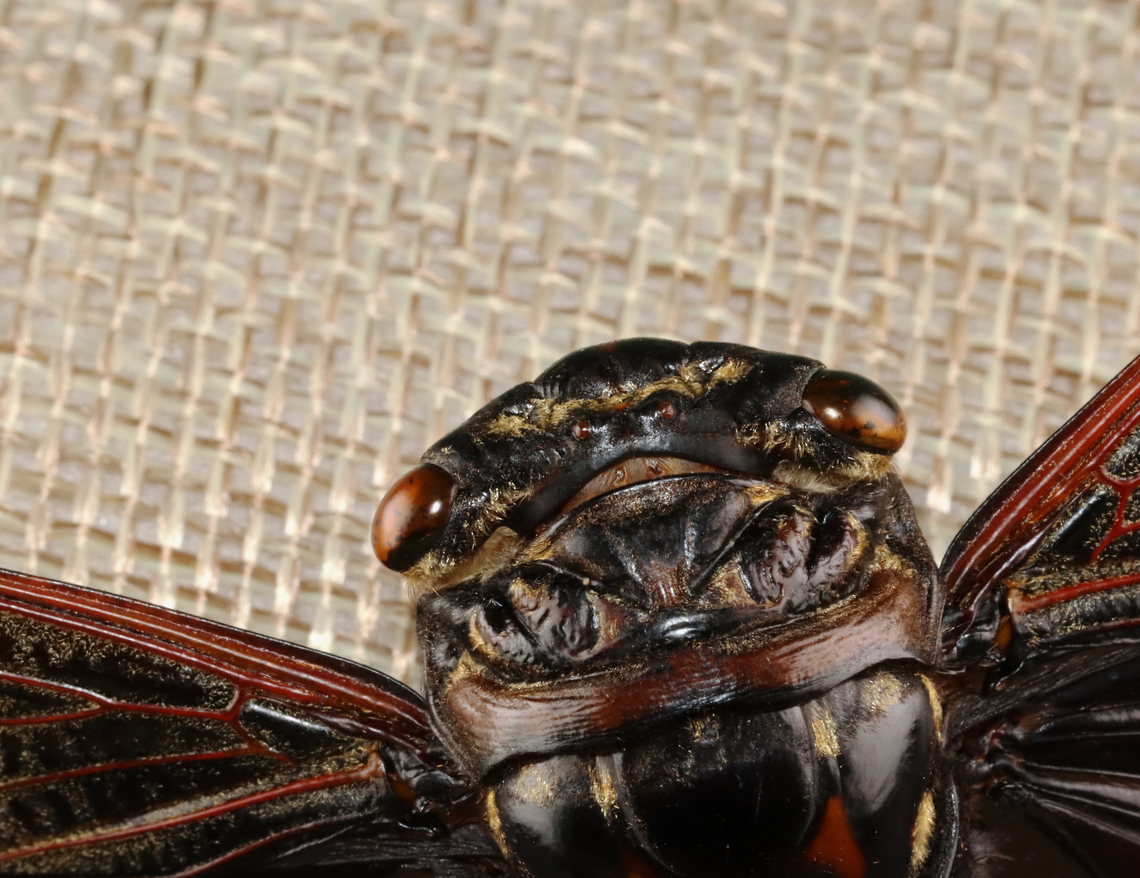 Cicada - Cryptotympana aquila The dark part of its wing pattern looks like the batman symbol.<br />
<br />
*Pinned specimen<br />
<figure class="photo"><a href="https://www.jungledragon.com/image/130134/cicada_-_cryptotympana_aquila.html" title="Cicada - Cryptotympana aquila"><img src="https://s3.amazonaws.com/media.jungledragon.com/images/3232/130134_thumb.jpg?AWSAccessKeyId=05GMT0V3GWVNE7GGM1R2&Expires=1759968010&Signature=SfqhVFO%2BtrnsWLk%2FprhaXzkUcRc%3D" width="200" height="156" alt="Cicada - Cryptotympana aquila The dark part of its wing pattern looks like the batman symbol.<br />
<br />
*Pinned specimen<br />
https://www.jungledragon.com/image/130134/cicada_-_cryptotympana_aquila.html<br />
https://www.jungledragon.com/image/130138/cicada_-_cryptotympana_aquila.html<br />
https://www.jungledragon.com/image/130137/cicada_-_cryptotympana_aquila.html<br />
https://www.jungledragon.com/image/130136/cicada_-_cryptotympana_aquila.html<br />
https://www.jungledragon.com/image/130135/cicada_-_cryptotympana_aquila.html Cryptotympana aquila,Geotagged,United States,Winter" /></a></figure><br />
<figure class="photo"><a href="https://www.jungledragon.com/image/130138/batwing_cicada_-_cryptotympana_aquila.html" title="Batwing Cicada - Cryptotympana aquila"><img src="https://s3.amazonaws.com/media.jungledragon.com/images/3232/130138_thumb.jpg?AWSAccessKeyId=05GMT0V3GWVNE7GGM1R2&Expires=1759968010&Signature=N4CHQ0L85Si2Bb%2FgFAjejArKOK0%3D" width="200" height="118" alt="Batwing Cicada - Cryptotympana aquila The dark part of its wing pattern looks like the batman symbol.<br />
<br />
*Pinned specimen<br />
https://www.jungledragon.com/image/130134/cicada_-_cryptotympana_aquila.html<br />
https://www.jungledragon.com/image/130138/cicada_-_cryptotympana_aquila.html<br />
https://www.jungledragon.com/image/130137/cicada_-_cryptotympana_aquila.html<br />
https://www.jungledragon.com/image/130136/cicada_-_cryptotympana_aquila.html<br />
https://www.jungledragon.com/image/130135/cicada_-_cryptotympana_aquila.html<br />
 Cryptotympana aquila,Geotagged,United States,Winter" /></a></figure><br />
<figure class="photo"><a href="https://www.jungledragon.com/image/130137/cicada_-_cryptotympana_aquila.html" title="Cicada - Cryptotympana aquila"><img src="https://s3.amazonaws.com/media.jungledragon.com/images/3232/130137_thumb.jpg?AWSAccessKeyId=05GMT0V3GWVNE7GGM1R2&Expires=1759968010&Signature=wcdwpIcjGvz4dShnBzPixigc8Jc%3D" width="200" height="152" alt="Cicada - Cryptotympana aquila The dark part of its wing pattern looks like the batman symbol.<br />
<br />
*Pinned specimen<br />
https://www.jungledragon.com/image/130134/cicada_-_cryptotympana_aquila.html<br />
https://www.jungledragon.com/image/130138/cicada_-_cryptotympana_aquila.html<br />
https://www.jungledragon.com/image/130137/cicada_-_cryptotympana_aquila.html<br />
https://www.jungledragon.com/image/130136/cicada_-_cryptotympana_aquila.html<br />
https://www.jungledragon.com/image/130135/cicada_-_cryptotympana_aquila.html Cryptotympana aquila,Geotagged,United States,Winter" /></a></figure><br />
<figure class="photo"><a href="https://www.jungledragon.com/image/130136/cicada_-_cryptotympana_aquila.html" title="Cicada - Cryptotympana aquila"><img src="https://s3.amazonaws.com/media.jungledragon.com/images/3232/130136_thumb.jpg?AWSAccessKeyId=05GMT0V3GWVNE7GGM1R2&Expires=1759968010&Signature=5Udk7P0oqjacb0fos4IGXIxBpKc%3D" width="200" height="120" alt="Cicada - Cryptotympana aquila the dark part of its wing pattern looks like the batman symbol.<br />
<br />
*Pinned specimen<br />
https://www.jungledragon.com/image/130134/cicada_-_cryptotympana_aquila.html<br />
https://www.jungledragon.com/image/130138/cicada_-_cryptotympana_aquila.html<br />
https://www.jungledragon.com/image/130137/cicada_-_cryptotympana_aquila.html<br />
https://www.jungledragon.com/image/130136/cicada_-_cryptotympana_aquila.html<br />
https://www.jungledragon.com/image/130135/cicada_-_cryptotympana_aquila.html Cryptotympana,Cryptotympana aquila,Geotagged,United States,Winter,cicada" /></a></figure><br />
<figure class="photo"><a href="https://www.jungledragon.com/image/130135/cicada_-_cryptotympana_aquila.html" title="Cicada - Cryptotympana aquila"><img src="https://s3.amazonaws.com/media.jungledragon.com/images/3232/130135_thumb.jpg?AWSAccessKeyId=05GMT0V3GWVNE7GGM1R2&Expires=1759968010&Signature=YoKfc1HeRYVIgfTPQwiRlnrGMRU%3D" width="200" height="148" alt="Cicada - Cryptotympana aquila The dark part of its wing pattern looks like the batman symbol.<br />
<br />
*Pinned specimen<br />
https://www.jungledragon.com/image/130134/cicada_-_cryptotympana_aquila.html<br />
https://www.jungledragon.com/image/130138/cicada_-_cryptotympana_aquila.html<br />
https://www.jungledragon.com/image/130137/cicada_-_cryptotympana_aquila.html<br />
https://www.jungledragon.com/image/130136/cicada_-_cryptotympana_aquila.html<br />
https://www.jungledragon.com/image/130135/cicada_-_cryptotympana_aquila.html Cryptotympana aquila,Geotagged,United States,Winter" /></a></figure> Cryptotympana aquila,Geotagged,United States,Winter