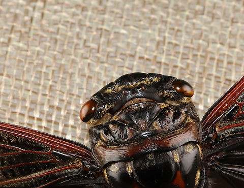 Cicada - Cryptotympana aquila The dark part of its wing pattern looks like the batman symbol.

*Pinned specimen
https://www.jungledragon.com/image/130134/cicada_-_cryptotympana_aquila.html
https://www.jungledragon.com/image/130138/cicada_-_cryptotympana_aquila.html
https://www.jungledragon.com/image/130137/cicada_-_cryptotympana_aquila.html
https://www.jungledragon.com/image/130136/cicada_-_cryptotympana_aquila.html
https://www.jungledragon.com/image/130135/cicada_-_cryptotympana_aquila.html Cryptotympana aquila,Geotagged,United States,Winter