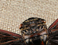 Cicada - Cryptotympana aquila The dark part of its wing pattern looks like the batman symbol.<br />
<br />
*Pinned specimen<br />
https://www.jungledragon.com/image/130134/cicada_-_cryptotympana_aquila.html<br />
https://www.jungledragon.com/image/130138/cicada_-_cryptotympana_aquila.html<br />
https://www.jungledragon.com/image/130137/cicada_-_cryptotympana_aquila.html<br />
https://www.jungledragon.com/image/130136/cicada_-_cryptotympana_aquila.html<br />
https://www.jungledragon.com/image/130135/cicada_-_cryptotympana_aquila.html Cryptotympana aquila,Geotagged,United States,Winter