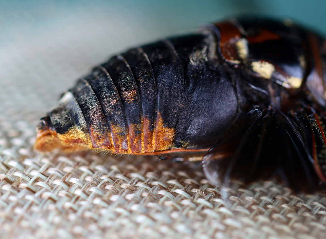 Cicada - Cryptotympana aquila The dark part of its wing pattern looks like the batman symbol.<br />
<br />
*Pinned specimen<br />
<figure class="photo"><a href="https://www.jungledragon.com/image/130134/cicada_-_cryptotympana_aquila.html" title="Cicada - Cryptotympana aquila"><img src="https://s3.amazonaws.com/media.jungledragon.com/images/3232/130134_thumb.jpg?AWSAccessKeyId=05GMT0V3GWVNE7GGM1R2&Expires=1759968010&Signature=SfqhVFO%2BtrnsWLk%2FprhaXzkUcRc%3D" width="200" height="156" alt="Cicada - Cryptotympana aquila The dark part of its wing pattern looks like the batman symbol.<br />
<br />
*Pinned specimen<br />
https://www.jungledragon.com/image/130134/cicada_-_cryptotympana_aquila.html<br />
https://www.jungledragon.com/image/130138/cicada_-_cryptotympana_aquila.html<br />
https://www.jungledragon.com/image/130137/cicada_-_cryptotympana_aquila.html<br />
https://www.jungledragon.com/image/130136/cicada_-_cryptotympana_aquila.html<br />
https://www.jungledragon.com/image/130135/cicada_-_cryptotympana_aquila.html Cryptotympana aquila,Geotagged,United States,Winter" /></a></figure><br />
<figure class="photo"><a href="https://www.jungledragon.com/image/130138/batwing_cicada_-_cryptotympana_aquila.html" title="Batwing Cicada - Cryptotympana aquila"><img src="https://s3.amazonaws.com/media.jungledragon.com/images/3232/130138_thumb.jpg?AWSAccessKeyId=05GMT0V3GWVNE7GGM1R2&Expires=1759968010&Signature=N4CHQ0L85Si2Bb%2FgFAjejArKOK0%3D" width="200" height="118" alt="Batwing Cicada - Cryptotympana aquila The dark part of its wing pattern looks like the batman symbol.<br />
<br />
*Pinned specimen<br />
https://www.jungledragon.com/image/130134/cicada_-_cryptotympana_aquila.html<br />
https://www.jungledragon.com/image/130138/cicada_-_cryptotympana_aquila.html<br />
https://www.jungledragon.com/image/130137/cicada_-_cryptotympana_aquila.html<br />
https://www.jungledragon.com/image/130136/cicada_-_cryptotympana_aquila.html<br />
https://www.jungledragon.com/image/130135/cicada_-_cryptotympana_aquila.html<br />
 Cryptotympana aquila,Geotagged,United States,Winter" /></a></figure><br />
<figure class="photo"><a href="https://www.jungledragon.com/image/130137/cicada_-_cryptotympana_aquila.html" title="Cicada - Cryptotympana aquila"><img src="https://s3.amazonaws.com/media.jungledragon.com/images/3232/130137_thumb.jpg?AWSAccessKeyId=05GMT0V3GWVNE7GGM1R2&Expires=1759968010&Signature=wcdwpIcjGvz4dShnBzPixigc8Jc%3D" width="200" height="152" alt="Cicada - Cryptotympana aquila The dark part of its wing pattern looks like the batman symbol.<br />
<br />
*Pinned specimen<br />
https://www.jungledragon.com/image/130134/cicada_-_cryptotympana_aquila.html<br />
https://www.jungledragon.com/image/130138/cicada_-_cryptotympana_aquila.html<br />
https://www.jungledragon.com/image/130137/cicada_-_cryptotympana_aquila.html<br />
https://www.jungledragon.com/image/130136/cicada_-_cryptotympana_aquila.html<br />
https://www.jungledragon.com/image/130135/cicada_-_cryptotympana_aquila.html Cryptotympana aquila,Geotagged,United States,Winter" /></a></figure><br />
<figure class="photo"><a href="https://www.jungledragon.com/image/130136/cicada_-_cryptotympana_aquila.html" title="Cicada - Cryptotympana aquila"><img src="https://s3.amazonaws.com/media.jungledragon.com/images/3232/130136_thumb.jpg?AWSAccessKeyId=05GMT0V3GWVNE7GGM1R2&Expires=1759968010&Signature=5Udk7P0oqjacb0fos4IGXIxBpKc%3D" width="200" height="120" alt="Cicada - Cryptotympana aquila the dark part of its wing pattern looks like the batman symbol.<br />
<br />
*Pinned specimen<br />
https://www.jungledragon.com/image/130134/cicada_-_cryptotympana_aquila.html<br />
https://www.jungledragon.com/image/130138/cicada_-_cryptotympana_aquila.html<br />
https://www.jungledragon.com/image/130137/cicada_-_cryptotympana_aquila.html<br />
https://www.jungledragon.com/image/130136/cicada_-_cryptotympana_aquila.html<br />
https://www.jungledragon.com/image/130135/cicada_-_cryptotympana_aquila.html Cryptotympana,Cryptotympana aquila,Geotagged,United States,Winter,cicada" /></a></figure><br />
<figure class="photo"><a href="https://www.jungledragon.com/image/130135/cicada_-_cryptotympana_aquila.html" title="Cicada - Cryptotympana aquila"><img src="https://s3.amazonaws.com/media.jungledragon.com/images/3232/130135_thumb.jpg?AWSAccessKeyId=05GMT0V3GWVNE7GGM1R2&Expires=1759968010&Signature=YoKfc1HeRYVIgfTPQwiRlnrGMRU%3D" width="200" height="148" alt="Cicada - Cryptotympana aquila The dark part of its wing pattern looks like the batman symbol.<br />
<br />
*Pinned specimen<br />
https://www.jungledragon.com/image/130134/cicada_-_cryptotympana_aquila.html<br />
https://www.jungledragon.com/image/130138/cicada_-_cryptotympana_aquila.html<br />
https://www.jungledragon.com/image/130137/cicada_-_cryptotympana_aquila.html<br />
https://www.jungledragon.com/image/130136/cicada_-_cryptotympana_aquila.html<br />
https://www.jungledragon.com/image/130135/cicada_-_cryptotympana_aquila.html Cryptotympana aquila,Geotagged,United States,Winter" /></a></figure> Cryptotympana aquila,Geotagged,United States,Winter