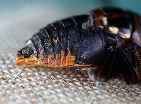 Cicada - Cryptotympana aquila The dark part of its wing pattern looks like the batman symbol.

*Pinned specimen
https://www.jungledragon.com/image/130134/cicada_-_cryptotympana_aquila.html
https://www.jungledragon.com/image/130138/cicada_-_cryptotympana_aquila.html
https://www.jungledragon.com/image/130137/cicada_-_cryptotympana_aquila.html
https://www.jungledragon.com/image/130136/cicada_-_cryptotympana_aquila.html
https://www.jungledragon.com/image/130135/cicada_-_cryptotympana_aquila.html Cryptotympana aquila,Geotagged,United States,Winter