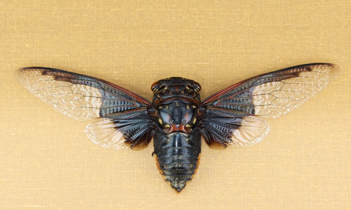 Cicada - Cryptotympana aquila the dark part of its wing pattern looks like the batman symbol.<br />
<br />
*Pinned specimen<br />
<figure class="photo"><a href="https://www.jungledragon.com/image/130134/cicada_-_cryptotympana_aquila.html" title="Cicada - Cryptotympana aquila"><img src="https://s3.amazonaws.com/media.jungledragon.com/images/3232/130134_thumb.jpg?AWSAccessKeyId=05GMT0V3GWVNE7GGM1R2&Expires=1763596810&Signature=ys2hTkOq9NKe6u0u4mTTBNYAMYE%3D" width="200" height="156" alt="Cicada - Cryptotympana aquila The dark part of its wing pattern looks like the batman symbol.<br />
<br />
*Pinned specimen<br />
https://www.jungledragon.com/image/130134/cicada_-_cryptotympana_aquila.html<br />
https://www.jungledragon.com/image/130138/cicada_-_cryptotympana_aquila.html<br />
https://www.jungledragon.com/image/130137/cicada_-_cryptotympana_aquila.html<br />
https://www.jungledragon.com/image/130136/cicada_-_cryptotympana_aquila.html<br />
https://www.jungledragon.com/image/130135/cicada_-_cryptotympana_aquila.html Cryptotympana aquila,Geotagged,United States,Winter" /></a></figure><br />
<figure class="photo"><a href="https://www.jungledragon.com/image/130138/batwing_cicada_-_cryptotympana_aquila.html" title="Batwing Cicada - Cryptotympana aquila"><img src="https://s3.amazonaws.com/media.jungledragon.com/images/3232/130138_thumb.jpg?AWSAccessKeyId=05GMT0V3GWVNE7GGM1R2&Expires=1763596810&Signature=8v9sCd4c6ZAEykRmVg7C3EOZI5o%3D" width="200" height="118" alt="Batwing Cicada - Cryptotympana aquila The dark part of its wing pattern looks like the batman symbol.<br />
<br />
*Pinned specimen<br />
https://www.jungledragon.com/image/130134/cicada_-_cryptotympana_aquila.html<br />
https://www.jungledragon.com/image/130138/cicada_-_cryptotympana_aquila.html<br />
https://www.jungledragon.com/image/130137/cicada_-_cryptotympana_aquila.html<br />
https://www.jungledragon.com/image/130136/cicada_-_cryptotympana_aquila.html<br />
https://www.jungledragon.com/image/130135/cicada_-_cryptotympana_aquila.html<br />
 Cryptotympana aquila,Geotagged,United States,Winter" /></a></figure><br />
<figure class="photo"><a href="https://www.jungledragon.com/image/130137/cicada_-_cryptotympana_aquila.html" title="Cicada - Cryptotympana aquila"><img src="https://s3.amazonaws.com/media.jungledragon.com/images/3232/130137_thumb.jpg?AWSAccessKeyId=05GMT0V3GWVNE7GGM1R2&Expires=1763596810&Signature=jMu0r5CenIGwOfEJjFgz5lMzJKk%3D" width="200" height="152" alt="Cicada - Cryptotympana aquila The dark part of its wing pattern looks like the batman symbol.<br />
<br />
*Pinned specimen<br />
https://www.jungledragon.com/image/130134/cicada_-_cryptotympana_aquila.html<br />
https://www.jungledragon.com/image/130138/cicada_-_cryptotympana_aquila.html<br />
https://www.jungledragon.com/image/130137/cicada_-_cryptotympana_aquila.html<br />
https://www.jungledragon.com/image/130136/cicada_-_cryptotympana_aquila.html<br />
https://www.jungledragon.com/image/130135/cicada_-_cryptotympana_aquila.html Cryptotympana aquila,Geotagged,United States,Winter" /></a></figure><br />
<figure class="photo"><a href="https://www.jungledragon.com/image/130136/cicada_-_cryptotympana_aquila.html" title="Cicada - Cryptotympana aquila"><img src="https://s3.amazonaws.com/media.jungledragon.com/images/3232/130136_thumb.jpg?AWSAccessKeyId=05GMT0V3GWVNE7GGM1R2&Expires=1763596810&Signature=IeA4TW6PCUoymX5IDH3lTxc%2BuhU%3D" width="200" height="120" alt="Cicada - Cryptotympana aquila the dark part of its wing pattern looks like the batman symbol.<br />
<br />
*Pinned specimen<br />
https://www.jungledragon.com/image/130134/cicada_-_cryptotympana_aquila.html<br />
https://www.jungledragon.com/image/130138/cicada_-_cryptotympana_aquila.html<br />
https://www.jungledragon.com/image/130137/cicada_-_cryptotympana_aquila.html<br />
https://www.jungledragon.com/image/130136/cicada_-_cryptotympana_aquila.html<br />
https://www.jungledragon.com/image/130135/cicada_-_cryptotympana_aquila.html Cryptotympana,Cryptotympana aquila,Geotagged,United States,Winter,cicada" /></a></figure><br />
<figure class="photo"><a href="https://www.jungledragon.com/image/130135/cicada_-_cryptotympana_aquila.html" title="Cicada - Cryptotympana aquila"><img src="https://s3.amazonaws.com/media.jungledragon.com/images/3232/130135_thumb.jpg?AWSAccessKeyId=05GMT0V3GWVNE7GGM1R2&Expires=1763596810&Signature=UhOsphXMDTJYdlu1MqYpyTvxDh4%3D" width="200" height="148" alt="Cicada - Cryptotympana aquila The dark part of its wing pattern looks like the batman symbol.<br />
<br />
*Pinned specimen<br />
https://www.jungledragon.com/image/130134/cicada_-_cryptotympana_aquila.html<br />
https://www.jungledragon.com/image/130138/cicada_-_cryptotympana_aquila.html<br />
https://www.jungledragon.com/image/130137/cicada_-_cryptotympana_aquila.html<br />
https://www.jungledragon.com/image/130136/cicada_-_cryptotympana_aquila.html<br />
https://www.jungledragon.com/image/130135/cicada_-_cryptotympana_aquila.html Cryptotympana aquila,Geotagged,United States,Winter" /></a></figure> Cryptotympana,Cryptotympana aquila,Geotagged,United States,Winter,cicada