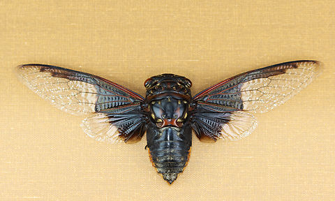 Cicada - Cryptotympana aquila the dark part of its wing pattern looks like the batman symbol.

*Pinned specimen
https://www.jungledragon.com/image/130134/cicada_-_cryptotympana_aquila.html
https://www.jungledragon.com/image/130138/cicada_-_cryptotympana_aquila.html
https://www.jungledragon.com/image/130137/cicada_-_cryptotympana_aquila.html
https://www.jungledragon.com/image/130136/cicada_-_cryptotympana_aquila.html
https://www.jungledragon.com/image/130135/cicada_-_cryptotympana_aquila.html Cryptotympana,Cryptotympana aquila,Geotagged,United States,Winter,cicada