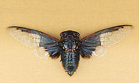 Cicada - Cryptotympana aquila the dark part of its wing pattern looks like the batman symbol.<br />
<br />
*Pinned specimen<br />
https://www.jungledragon.com/image/130134/cicada_-_cryptotympana_aquila.html<br />
https://www.jungledragon.com/image/130138/cicada_-_cryptotympana_aquila.html<br />
https://www.jungledragon.com/image/130137/cicada_-_cryptotympana_aquila.html<br />
https://www.jungledragon.com/image/130136/cicada_-_cryptotympana_aquila.html<br />
https://www.jungledragon.com/image/130135/cicada_-_cryptotympana_aquila.html Cryptotympana,Cryptotympana aquila,Geotagged,United States,Winter,cicada
