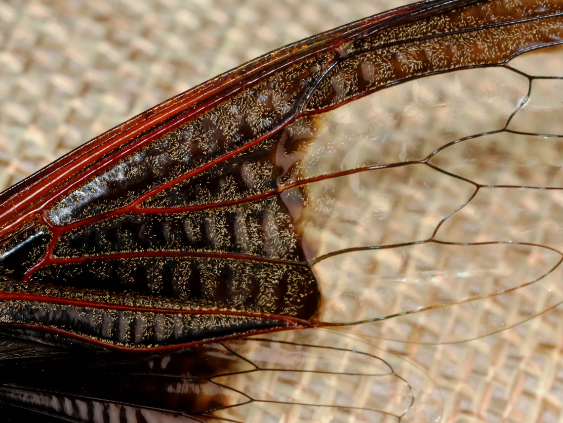 Cicada - Cryptotympana aquila The dark part of its wing pattern looks like the batman symbol.<br />
<br />
*Pinned specimen<br />
<figure class="photo"><a href="https://www.jungledragon.com/image/130134/cicada_-_cryptotympana_aquila.html" title="Cicada - Cryptotympana aquila"><img src="https://s3.amazonaws.com/media.jungledragon.com/images/3232/130134_thumb.jpg?AWSAccessKeyId=05GMT0V3GWVNE7GGM1R2&Expires=1769040010&Signature=Rn55pVE3WUQDAlcv%2B6%2B2nzS1F7o%3D" width="200" height="156" alt="Cicada - Cryptotympana aquila The dark part of its wing pattern looks like the batman symbol.<br />
<br />
*Pinned specimen<br />
https://www.jungledragon.com/image/130134/cicada_-_cryptotympana_aquila.html<br />
https://www.jungledragon.com/image/130138/cicada_-_cryptotympana_aquila.html<br />
https://www.jungledragon.com/image/130137/cicada_-_cryptotympana_aquila.html<br />
https://www.jungledragon.com/image/130136/cicada_-_cryptotympana_aquila.html<br />
https://www.jungledragon.com/image/130135/cicada_-_cryptotympana_aquila.html Cryptotympana aquila,Geotagged,United States,Winter" /></a></figure><br />
<figure class="photo"><a href="https://www.jungledragon.com/image/130138/batwing_cicada_-_cryptotympana_aquila.html" title="Batwing Cicada - Cryptotympana aquila"><img src="https://s3.amazonaws.com/media.jungledragon.com/images/3232/130138_thumb.jpg?AWSAccessKeyId=05GMT0V3GWVNE7GGM1R2&Expires=1769040010&Signature=Z6OGvvNmb%2FF38dkZnRc8nn%2BWDPQ%3D" width="200" height="118" alt="Batwing Cicada - Cryptotympana aquila The dark part of its wing pattern looks like the batman symbol.<br />
<br />
*Pinned specimen<br />
https://www.jungledragon.com/image/130134/cicada_-_cryptotympana_aquila.html<br />
https://www.jungledragon.com/image/130138/cicada_-_cryptotympana_aquila.html<br />
https://www.jungledragon.com/image/130137/cicada_-_cryptotympana_aquila.html<br />
https://www.jungledragon.com/image/130136/cicada_-_cryptotympana_aquila.html<br />
https://www.jungledragon.com/image/130135/cicada_-_cryptotympana_aquila.html<br />
 Cryptotympana aquila,Geotagged,United States,Winter" /></a></figure><br />
<figure class="photo"><a href="https://www.jungledragon.com/image/130137/cicada_-_cryptotympana_aquila.html" title="Cicada - Cryptotympana aquila"><img src="https://s3.amazonaws.com/media.jungledragon.com/images/3232/130137_thumb.jpg?AWSAccessKeyId=05GMT0V3GWVNE7GGM1R2&Expires=1769040010&Signature=lTmHYjXDXO6TYP0WyEBOlkd%2FWiU%3D" width="200" height="152" alt="Cicada - Cryptotympana aquila The dark part of its wing pattern looks like the batman symbol.<br />
<br />
*Pinned specimen<br />
https://www.jungledragon.com/image/130134/cicada_-_cryptotympana_aquila.html<br />
https://www.jungledragon.com/image/130138/cicada_-_cryptotympana_aquila.html<br />
https://www.jungledragon.com/image/130137/cicada_-_cryptotympana_aquila.html<br />
https://www.jungledragon.com/image/130136/cicada_-_cryptotympana_aquila.html<br />
https://www.jungledragon.com/image/130135/cicada_-_cryptotympana_aquila.html Cryptotympana aquila,Geotagged,United States,Winter" /></a></figure><br />
<figure class="photo"><a href="https://www.jungledragon.com/image/130136/cicada_-_cryptotympana_aquila.html" title="Cicada - Cryptotympana aquila"><img src="https://s3.amazonaws.com/media.jungledragon.com/images/3232/130136_thumb.jpg?AWSAccessKeyId=05GMT0V3GWVNE7GGM1R2&Expires=1769040010&Signature=NBH5EIMVNT9aPl%2BMbAFIznEkytg%3D" width="200" height="120" alt="Cicada - Cryptotympana aquila the dark part of its wing pattern looks like the batman symbol.<br />
<br />
*Pinned specimen<br />
https://www.jungledragon.com/image/130134/cicada_-_cryptotympana_aquila.html<br />
https://www.jungledragon.com/image/130138/cicada_-_cryptotympana_aquila.html<br />
https://www.jungledragon.com/image/130137/cicada_-_cryptotympana_aquila.html<br />
https://www.jungledragon.com/image/130136/cicada_-_cryptotympana_aquila.html<br />
https://www.jungledragon.com/image/130135/cicada_-_cryptotympana_aquila.html Cryptotympana,Cryptotympana aquila,Geotagged,United States,Winter,cicada" /></a></figure><br />
<figure class="photo"><a href="https://www.jungledragon.com/image/130135/cicada_-_cryptotympana_aquila.html" title="Cicada - Cryptotympana aquila"><img src="https://s3.amazonaws.com/media.jungledragon.com/images/3232/130135_thumb.jpg?AWSAccessKeyId=05GMT0V3GWVNE7GGM1R2&Expires=1769040010&Signature=LLr62XQv0aU9fDLZCr53S6SDCGk%3D" width="200" height="148" alt="Cicada - Cryptotympana aquila The dark part of its wing pattern looks like the batman symbol.<br />
<br />
*Pinned specimen<br />
https://www.jungledragon.com/image/130134/cicada_-_cryptotympana_aquila.html<br />
https://www.jungledragon.com/image/130138/cicada_-_cryptotympana_aquila.html<br />
https://www.jungledragon.com/image/130137/cicada_-_cryptotympana_aquila.html<br />
https://www.jungledragon.com/image/130136/cicada_-_cryptotympana_aquila.html<br />
https://www.jungledragon.com/image/130135/cicada_-_cryptotympana_aquila.html Cryptotympana aquila,Geotagged,United States,Winter" /></a></figure> Cryptotympana aquila,Geotagged,United States,Winter