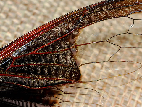 Cicada - Cryptotympana aquila The dark part of its wing pattern looks like the batman symbol.

*Pinned specimen
https://www.jungledragon.com/image/130134/cicada_-_cryptotympana_aquila.html
https://www.jungledragon.com/image/130138/cicada_-_cryptotympana_aquila.html
https://www.jungledragon.com/image/130137/cicada_-_cryptotympana_aquila.html
https://www.jungledragon.com/image/130136/cicada_-_cryptotympana_aquila.html
https://www.jungledragon.com/image/130135/cicada_-_cryptotympana_aquila.html Cryptotympana aquila,Geotagged,United States,Winter