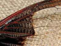 Cicada - Cryptotympana aquila The dark part of its wing pattern looks like the batman symbol.<br />
<br />
*Pinned specimen<br />
https://www.jungledragon.com/image/130134/cicada_-_cryptotympana_aquila.html<br />
https://www.jungledragon.com/image/130138/cicada_-_cryptotympana_aquila.html<br />
https://www.jungledragon.com/image/130137/cicada_-_cryptotympana_aquila.html<br />
https://www.jungledragon.com/image/130136/cicada_-_cryptotympana_aquila.html<br />
https://www.jungledragon.com/image/130135/cicada_-_cryptotympana_aquila.html Cryptotympana aquila,Geotagged,United States,Winter