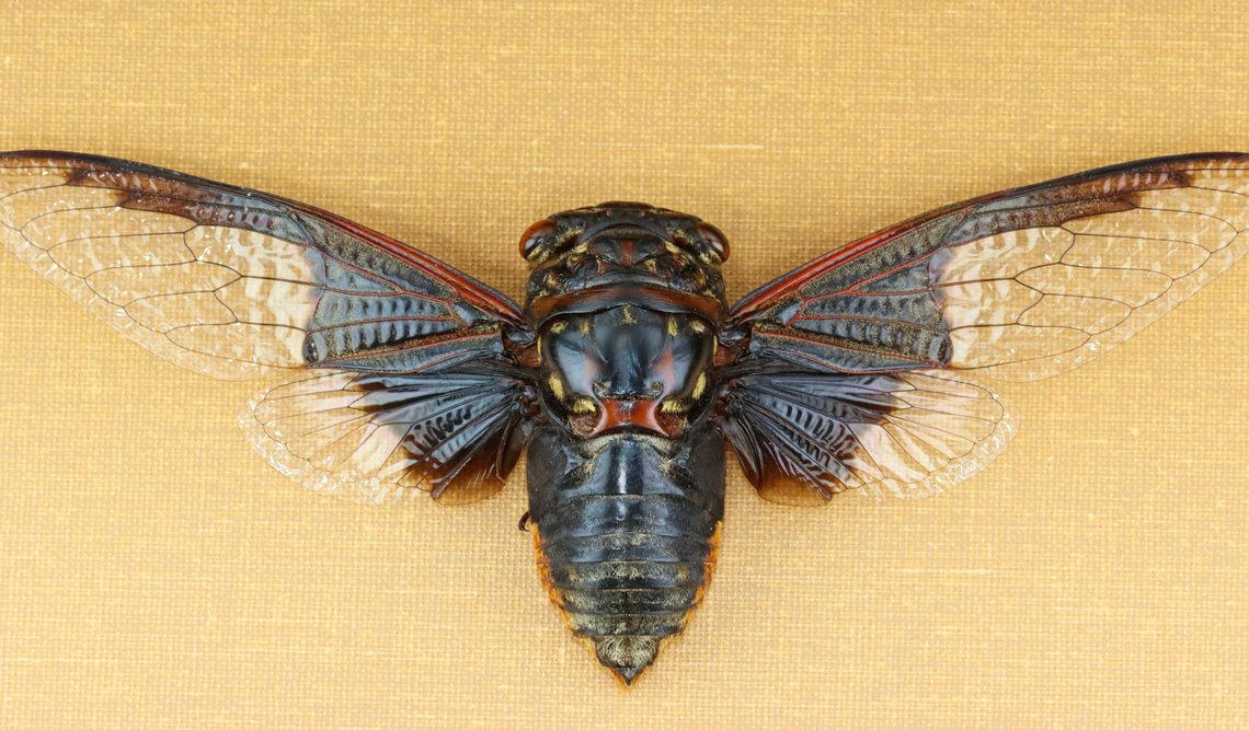 Batwing Cicada - Cryptotympana aquila The dark part of its wing pattern looks like the batman symbol.<br />
<br />
*Pinned specimen<br />
<figure class="photo"><a href="https://www.jungledragon.com/image/130134/cicada_-_cryptotympana_aquila.html" title="Cicada - Cryptotympana aquila"><img src="https://s3.amazonaws.com/media.jungledragon.com/images/3232/130134_thumb.jpg?AWSAccessKeyId=05GMT0V3GWVNE7GGM1R2&Expires=1759968010&Signature=SfqhVFO%2BtrnsWLk%2FprhaXzkUcRc%3D" width="200" height="156" alt="Cicada - Cryptotympana aquila The dark part of its wing pattern looks like the batman symbol.<br />
<br />
*Pinned specimen<br />
https://www.jungledragon.com/image/130134/cicada_-_cryptotympana_aquila.html<br />
https://www.jungledragon.com/image/130138/cicada_-_cryptotympana_aquila.html<br />
https://www.jungledragon.com/image/130137/cicada_-_cryptotympana_aquila.html<br />
https://www.jungledragon.com/image/130136/cicada_-_cryptotympana_aquila.html<br />
https://www.jungledragon.com/image/130135/cicada_-_cryptotympana_aquila.html Cryptotympana aquila,Geotagged,United States,Winter" /></a></figure><br />
<figure class="photo"><a href="https://www.jungledragon.com/image/130138/batwing_cicada_-_cryptotympana_aquila.html" title="Batwing Cicada - Cryptotympana aquila"><img src="https://s3.amazonaws.com/media.jungledragon.com/images/3232/130138_thumb.jpg?AWSAccessKeyId=05GMT0V3GWVNE7GGM1R2&Expires=1759968010&Signature=N4CHQ0L85Si2Bb%2FgFAjejArKOK0%3D" width="200" height="118" alt="Batwing Cicada - Cryptotympana aquila The dark part of its wing pattern looks like the batman symbol.<br />
<br />
*Pinned specimen<br />
https://www.jungledragon.com/image/130134/cicada_-_cryptotympana_aquila.html<br />
https://www.jungledragon.com/image/130138/cicada_-_cryptotympana_aquila.html<br />
https://www.jungledragon.com/image/130137/cicada_-_cryptotympana_aquila.html<br />
https://www.jungledragon.com/image/130136/cicada_-_cryptotympana_aquila.html<br />
https://www.jungledragon.com/image/130135/cicada_-_cryptotympana_aquila.html<br />
 Cryptotympana aquila,Geotagged,United States,Winter" /></a></figure><br />
<figure class="photo"><a href="https://www.jungledragon.com/image/130137/cicada_-_cryptotympana_aquila.html" title="Cicada - Cryptotympana aquila"><img src="https://s3.amazonaws.com/media.jungledragon.com/images/3232/130137_thumb.jpg?AWSAccessKeyId=05GMT0V3GWVNE7GGM1R2&Expires=1759968010&Signature=wcdwpIcjGvz4dShnBzPixigc8Jc%3D" width="200" height="152" alt="Cicada - Cryptotympana aquila The dark part of its wing pattern looks like the batman symbol.<br />
<br />
*Pinned specimen<br />
https://www.jungledragon.com/image/130134/cicada_-_cryptotympana_aquila.html<br />
https://www.jungledragon.com/image/130138/cicada_-_cryptotympana_aquila.html<br />
https://www.jungledragon.com/image/130137/cicada_-_cryptotympana_aquila.html<br />
https://www.jungledragon.com/image/130136/cicada_-_cryptotympana_aquila.html<br />
https://www.jungledragon.com/image/130135/cicada_-_cryptotympana_aquila.html Cryptotympana aquila,Geotagged,United States,Winter" /></a></figure><br />
<figure class="photo"><a href="https://www.jungledragon.com/image/130136/cicada_-_cryptotympana_aquila.html" title="Cicada - Cryptotympana aquila"><img src="https://s3.amazonaws.com/media.jungledragon.com/images/3232/130136_thumb.jpg?AWSAccessKeyId=05GMT0V3GWVNE7GGM1R2&Expires=1759968010&Signature=5Udk7P0oqjacb0fos4IGXIxBpKc%3D" width="200" height="120" alt="Cicada - Cryptotympana aquila the dark part of its wing pattern looks like the batman symbol.<br />
<br />
*Pinned specimen<br />
https://www.jungledragon.com/image/130134/cicada_-_cryptotympana_aquila.html<br />
https://www.jungledragon.com/image/130138/cicada_-_cryptotympana_aquila.html<br />
https://www.jungledragon.com/image/130137/cicada_-_cryptotympana_aquila.html<br />
https://www.jungledragon.com/image/130136/cicada_-_cryptotympana_aquila.html<br />
https://www.jungledragon.com/image/130135/cicada_-_cryptotympana_aquila.html Cryptotympana,Cryptotympana aquila,Geotagged,United States,Winter,cicada" /></a></figure><br />
<figure class="photo"><a href="https://www.jungledragon.com/image/130135/cicada_-_cryptotympana_aquila.html" title="Cicada - Cryptotympana aquila"><img src="https://s3.amazonaws.com/media.jungledragon.com/images/3232/130135_thumb.jpg?AWSAccessKeyId=05GMT0V3GWVNE7GGM1R2&Expires=1759968010&Signature=YoKfc1HeRYVIgfTPQwiRlnrGMRU%3D" width="200" height="148" alt="Cicada - Cryptotympana aquila The dark part of its wing pattern looks like the batman symbol.<br />
<br />
*Pinned specimen<br />
https://www.jungledragon.com/image/130134/cicada_-_cryptotympana_aquila.html<br />
https://www.jungledragon.com/image/130138/cicada_-_cryptotympana_aquila.html<br />
https://www.jungledragon.com/image/130137/cicada_-_cryptotympana_aquila.html<br />
https://www.jungledragon.com/image/130136/cicada_-_cryptotympana_aquila.html<br />
https://www.jungledragon.com/image/130135/cicada_-_cryptotympana_aquila.html Cryptotympana aquila,Geotagged,United States,Winter" /></a></figure><br />
 Cryptotympana aquila,Geotagged,United States,Winter