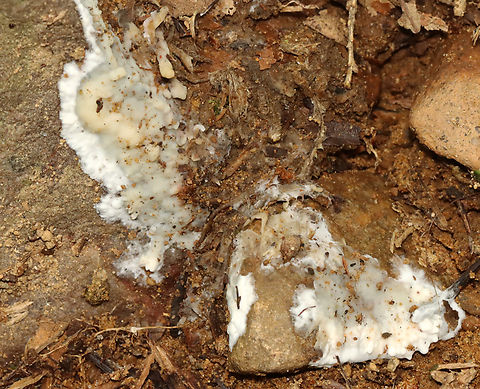 Sebacina epigaea Habitat: Growing on rocks; deciduous forest Geotagged,Sebacina,Sebacina epigaea,Summer,United States,fungus