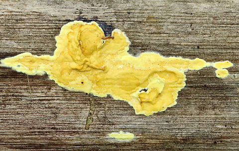 Trichoderma sulphureum/Hypocrea sulphurea Habitat: Growing on rotting wood; mostly deciduous forest Geotagged,Hypocrea sulphurea,Summer,Trichoderma,Trichoderma sulphureum,United States,fungus