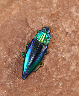 Jewel Beetle - Cyphogastra calepyga *Specimen Cyphogastra,Cyphogastra calepyga,Geotagged,United States,Winter,beetle,buprestidae,jewel beetle