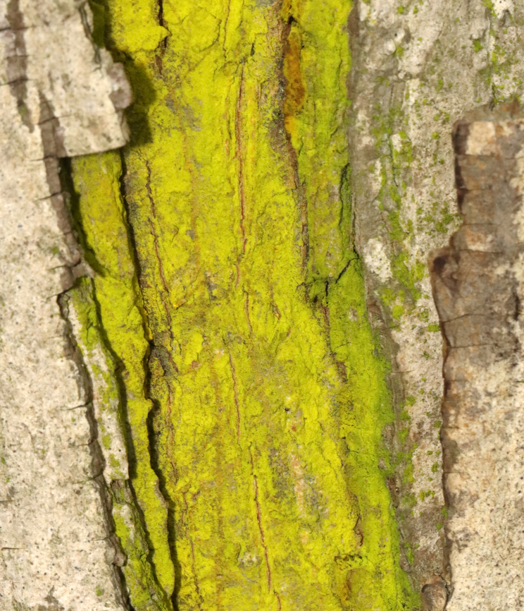 Chrysothrix xanthina Habitat: Growing on hickory bark; deciduous forest<br />
<figure class="photo"><a href="https://www.jungledragon.com/image/130161/chrysothrix_xanthina.html" title="Chrysothrix xanthina"><img src="https://s3.amazonaws.com/media.jungledragon.com/images/3232/130161_thumb.jpg?AWSAccessKeyId=05GMT0V3GWVNE7GGM1R2&Expires=1769040010&Signature=1o5aREQ4YkqP4t%2Bd%2Bu%2BhEESoEAs%3D" width="98" height="152" alt="Chrysothrix xanthina Habitat: Growing on hickory bark; deciduous forest<br />
https://www.jungledragon.com/image/130160/mustard_powder_lichen_-_chrysothrix_candelaris.html Chrysothrix,Chrysothrix xanthina,Geotagged,Summer,United States,lichen" /></a></figure> Chrysothrix xanthina,Geotagged,Summer,United States