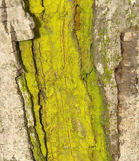 Chrysothrix xanthina Habitat: Growing on hickory bark; deciduous forest
https://www.jungledragon.com/image/130161/mustard_powder_lichen_-_chrysothrix_candelaris.html Chrysothrix xanthina,Geotagged,Summer,United States