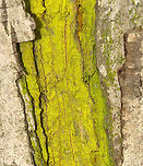 Chrysothrix xanthina Habitat: Growing on hickory bark; deciduous forest<br />
https://www.jungledragon.com/image/130161/mustard_powder_lichen_-_chrysothrix_candelaris.html Chrysothrix xanthina,Geotagged,Summer,United States