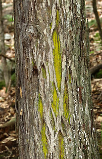 Chrysothrix xanthina Habitat: Growing on hickory bark; deciduous forest
https://www.jungledragon.com/image/130160/mustard_powder_lichen_-_chrysothrix_candelaris.html Chrysothrix,Chrysothrix xanthina,Geotagged,Summer,United States,lichen
