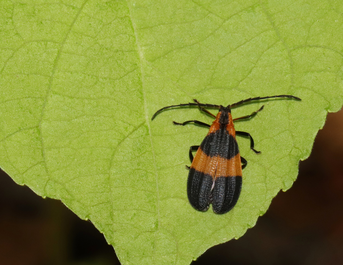 Reticulated Net-wing Beetle - Calopteron reticulatum *Tentative species ID<br />
<br />
Habitat: Deciduous forest/mountain with nearby lake. Calopteron,Calopteron reticulatum,Geotagged,Summer,United States,beetle