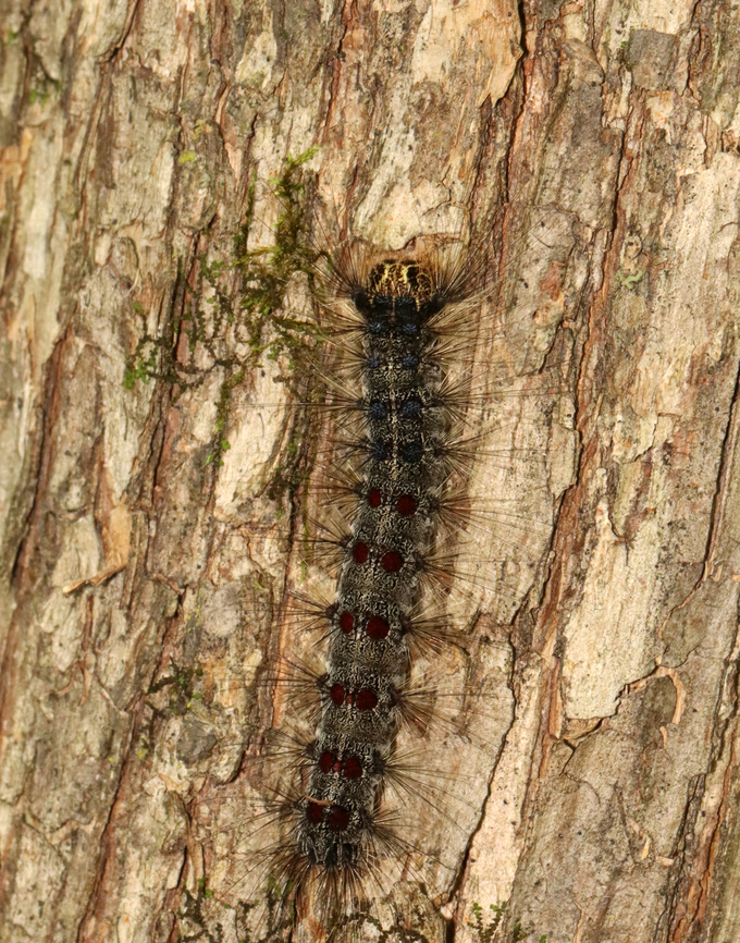Gypsy Moth Caterpillar - Lymantria dispar I hope they aren&#039;t as bad this coming summer as they were last year!<br />
<br />
Habitat: Deciduous forest/mountain Geotagged,Gypsy moth,Lymantria,Lymantria dispar,Summer,United States,caterpillar,larva