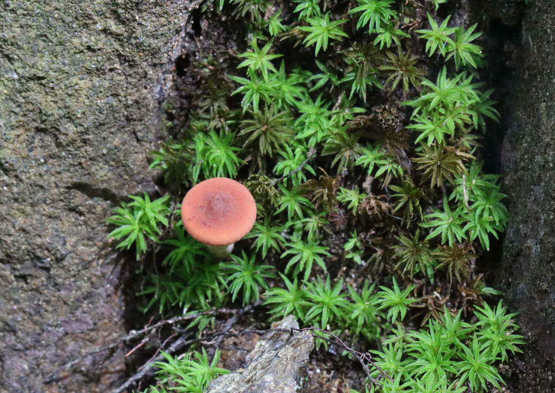 Weeping Milk Cap - Lactifluus volemus Habitat: Deciduous forest/mountain Geotagged,Lactifluus,Lactifluus volemus,Summer,United States,Weeping milk cap,fungus,milk cap,mushroom