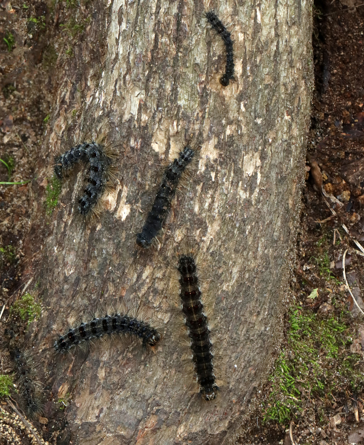 Gypsy Moth Caterpillars - Lymantria dispar Habitat: Deciduous forest/mountainside Geotagged,Gypsy moth,LD caterpillars,Lymantria,Lymantria dispar,Summer,United States,caterpillars,larvae