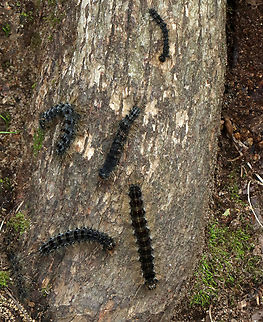 Gypsy Moth Caterpillars - Lymantria dispar Habitat: Deciduous forest/mountainside Geotagged,Gypsy moth,LD caterpillars,Lymantria,Lymantria dispar,Summer,United States,caterpillars,larvae