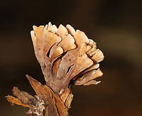 Thelephora palmata *Tentative species ID<br />
<br />
Habitat: Mostly deciduous forest/mountainside<br />
https://www.jungledragon.com/image/130189/thelephora_palmata.html Geotagged,Summer,Thelephora,Thelephora palmata,United States,clavaroid fungus,fungus