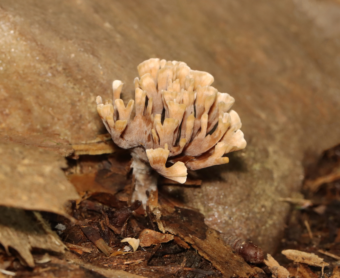 Thelephora palmata *Tentative species ID<br />
<br />
Habitat: Mostly deciduous forest/mountainside<br />
<figure class="photo"><a href="https://www.jungledragon.com/image/130188/thelephora_palmata.html" title="Thelephora palmata"><img src="https://s3.amazonaws.com/media.jungledragon.com/images/3232/130188_thumb.jpg?AWSAccessKeyId=05GMT0V3GWVNE7GGM1R2&Expires=1767225610&Signature=91LrCL5bz3P%2FwEzY3gdrwWMgmkQ%3D" width="200" height="164" alt="Thelephora palmata *Tentative species ID<br />
<br />
Habitat: Mostly deciduous forest/mountainside<br />
https://www.jungledragon.com/image/130189/thelephora_palmata.html Geotagged,Summer,Thelephora,Thelephora palmata,United States,clavaroid fungus,fungus" /></a></figure> Geotagged,Summer,Theleophora,Thelephora palmata,United States