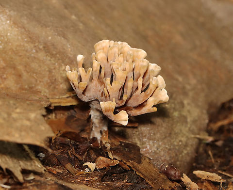 Thelephora palmata *Tentative species ID

Habitat: Mostly deciduous forest/mountainside
https://www.jungledragon.com/image/130188/thelephora_palmata.html Geotagged,Summer,Theleophora,Thelephora palmata,United States