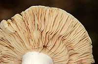 Mushroom - Family Russulaceae I think this is a Russula, but it might be Lactarius. It had lots of springtails and other creatures crawling around in the gills. And, the top of the cap showed track marks, which I assume are from insects munching on the cap's insides.<br />
<br />
Habitat: Deciduous forest/mountain<br />
https://www.jungledragon.com/image/130247/mushroom_-_family_russulaceae.html<br />
Geotagged,Russula,Russulaceae,Summer,United States,fungus,gills,mushroom