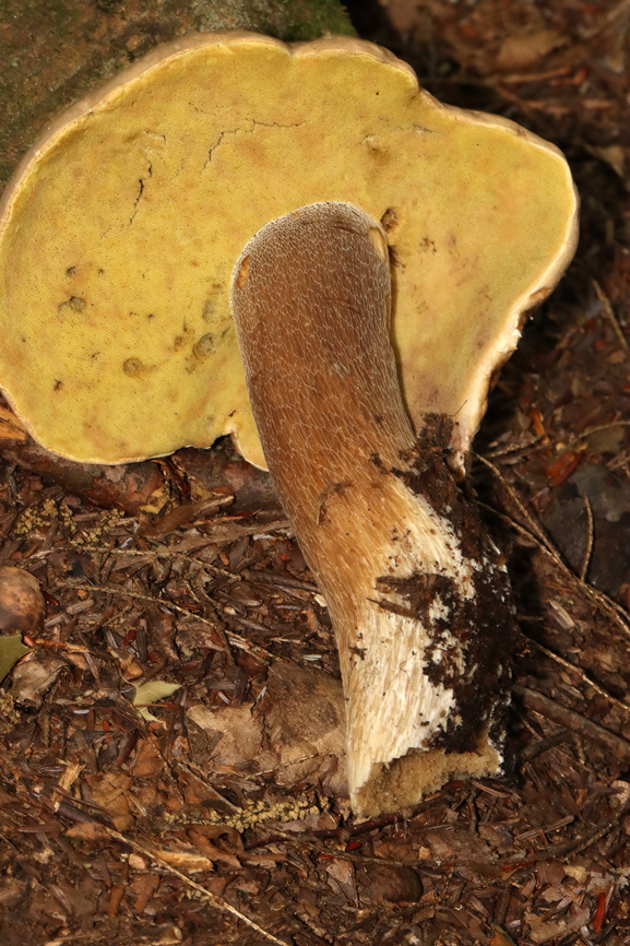 Mushroom - Boletus variipes group Habitat: Mostly deciduous forest/mountain<br />
<figure class="photo"><a href="https://www.jungledragon.com/image/130246/mushroom_-_boletus_variipes_group.html" title="Mushroom - Boletus variipes group"><img src="https://s3.amazonaws.com/media.jungledragon.com/images/3232/130246_thumb.jpg?AWSAccessKeyId=05GMT0V3GWVNE7GGM1R2&Expires=1763596810&Signature=TW3Zxzb8mMYWTRBNyBs6MIihyJA%3D" width="200" height="146" alt="Mushroom - Boletus variipes group Habitat: Mostly deciduous forest/mountain<br />
https://www.jungledragon.com/image/130245/mushroom_-_boletus_variipes_group.html Boletus variipes,Boletus variipes group,Geotagged,Summer,United States,bolete,boletus,fungus,mushroom" /></a></figure> Boletus variipes,Geotagged,Summer,United States