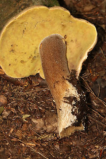 Mushroom - Boletus variipes group Habitat: Mostly deciduous forest/mountain
https://www.jungledragon.com/image/130246/mushroom_-_boletus_variipes_group.html Boletus variipes,Geotagged,Summer,United States