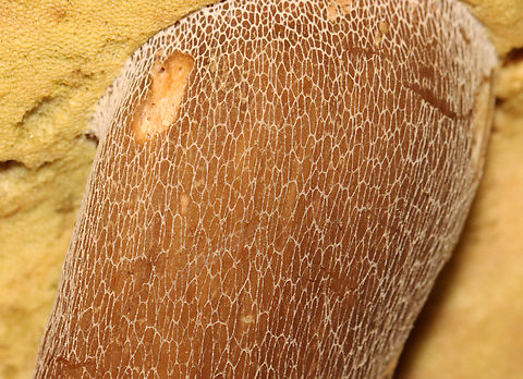 Mushroom - Boletus variipes group Habitat: Mostly deciduous forest/mountain
https://www.jungledragon.com/image/130245/mushroom_-_boletus_variipes_group.html Boletus variipes,Boletus variipes group,Geotagged,Summer,United States,bolete,boletus,fungus,mushroom