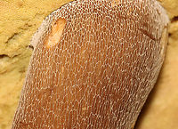 Mushroom - Boletus variipes group Habitat: Mostly deciduous forest/mountain<br />
https://www.jungledragon.com/image/130245/mushroom_-_boletus_variipes_group.html Boletus variipes,Boletus variipes group,Geotagged,Summer,United States,bolete,boletus,fungus,mushroom