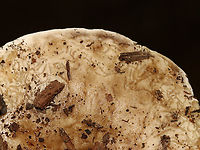 Mushroom - Family Russulaceae I think this is a Russula, but it might be Lactarius. It had lots of springtails and other creatures crawling around in the gills. And, the top of the cap showed track marks, which I assume are from insects munching on the cap's insides.<br />
<br />
Habitat: Deciduous forest/mountain<br />
https://www.jungledragon.com/image/130244/mushroom_-_family_russulaceae.html Geotagged,Summer,United States