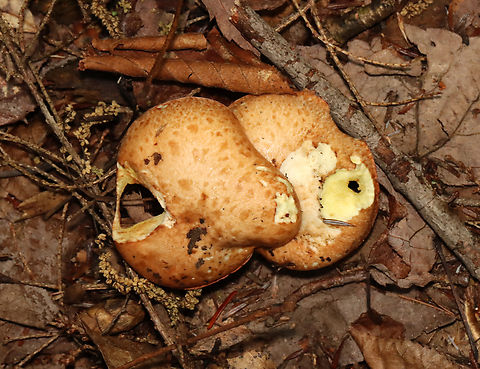 Suillus weaverae *Tentative species-level ID

Habitat: Mostly deciduous forest/mountain
https://www.jungledragon.com/image/130250/suillus_weaverae.html Geotagged,Suillus weaverae,Summer,United States