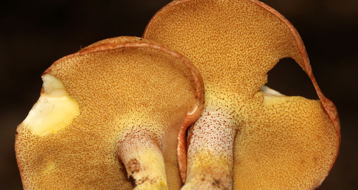 Suillus weaverae *Tentative species-level ID<br />
<br />
Habitat: Mostly deciduous forest/mountain<br />
<figure class="photo"><a href="https://www.jungledragon.com/image/130249/suillus_weaverae.html" title="Suillus weaverae"><img src="https://s3.amazonaws.com/media.jungledragon.com/images/3232/130249_thumb.jpg?AWSAccessKeyId=05GMT0V3GWVNE7GGM1R2&Expires=1759968010&Signature=rAxxxtw1oSM7sSinsKibonv0%2Bjw%3D" width="200" height="154" alt="Suillus weaverae *Tentative species-level ID<br />
<br />
Habitat: Mostly deciduous forest/mountain<br />
https://www.jungledragon.com/image/130250/suillus_weaverae.html Geotagged,Suillus weaverae,Summer,United States" /></a></figure> Geotagged,Suillus,Suillus weaverae,Summer,United States,bolete,fungus,mushroom