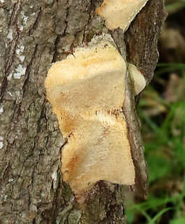 Bracket Fungus - Ganoderma subg. Elfvingia I assume this is an immature version, but it could be a separate species.

Habitat: Growing on hardwood; deciduous forest/mountain
https://www.jungledragon.com/image/130251/bracket_fungus_-_polyporales.html
https://www.jungledragon.com/image/130254/bracket_fungus_-_polyporales.html
https://www.jungledragon.com/image/130253/bracket_fungus_-_polyporales.html
https://www.jungledragon.com/image/130252/bracket_fungus_-_polyporales.html Geotagged,Summer,United States