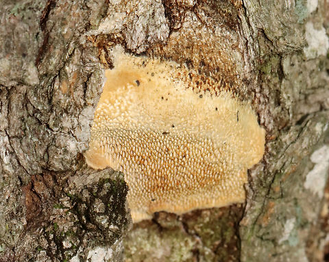 Bracket Fungus - Ganoderma subg. Elfvingia I assume this is an immature version, but it could be a separate species.

Habitat: Growing on hardwood; deciduous forest/mountain
https://www.jungledragon.com/image/130251/bracket_fungus_-_polyporales.html
https://www.jungledragon.com/image/130254/bracket_fungus_-_polyporales.html
https://www.jungledragon.com/image/130253/bracket_fungus_-_polyporales.html
https://www.jungledragon.com/image/130252/bracket_fungus_-_polyporales.html Geotagged,Summer,United States