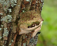 Bracket Fungus - Ganoderma subg. Elfvingia Habitat: Growing on hardwood; deciduous forest/mountain<br />
https://www.jungledragon.com/image/130251/bracket_fungus_-_polyporales.html<br />
https://www.jungledragon.com/image/130254/bracket_fungus_-_polyporales.html<br />
https://www.jungledragon.com/image/130253/bracket_fungus_-_polyporales.html<br />
https://www.jungledragon.com/image/130252/bracket_fungus_-_polyporales.html Geotagged,Summer,United States