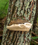 Bracket Fungus - Ganoderma subg. Elfvingia Habitat: Growing on hardwood; deciduous forest/mountain<br />
https://www.jungledragon.com/image/130251/bracket_fungus_-_polyporales.html<br />
https://www.jungledragon.com/image/130254/bracket_fungus_-_polyporales.html<br />
https://www.jungledragon.com/image/130253/bracket_fungus_-_polyporales.html<br />
https://www.jungledragon.com/image/130252/bracket_fungus_-_polyporales.html Ganoderma subg. Elfvingia,Geotagged,Summer,United States,bracket fungus,fungus,ganoderma,mushroom,polyporales,polypore,shelf fungus