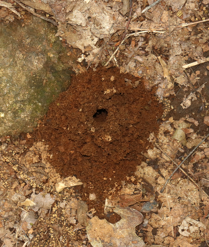 Somebody Lives Here I watched this hole for a bit, but nothing came in or out. I resisted sticking my finger in there, but was very tempted.<br />
<br />
Habitat: Mostly deciduous forest; mountain Geotagged,Summer,United States,hole,signs of wildlife