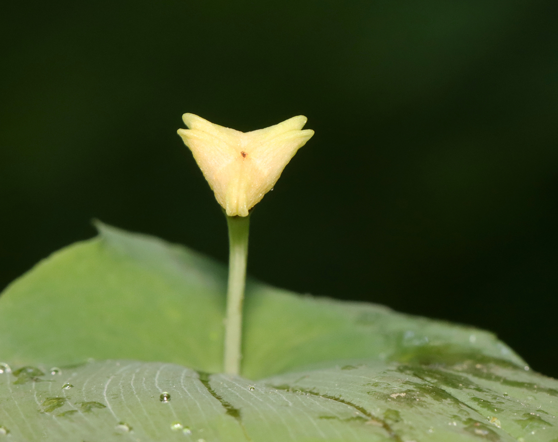 Perfoliate Bellwort - Uvularia perfoliata Habitat: Mixed forest Geotagged,Perfoliate bellwort,Spring,United States,Uvularia,Uvularia perfoliata