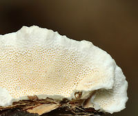 Turkey Tail - Trametes versicolor Habitat: Rotting wood; deciduous forest/mountainside<br />
https://www.jungledragon.com/image/130303/turkey_tail_-_trametes_versicolor.html Geotagged,Summer,Trametes versicolor,Turkey Tail,United States