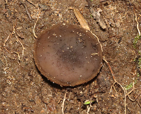 Common Brown Cup - Phylloscypha phyllogena Habitat: Growing on bare soil; deciduous forest/mountainside Common Brown Cup,Geotagged,Phylloscypha,Phylloscypha phyllogena,Summer,United States,cup fungus,fungus,mushroom