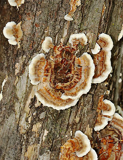 Turkey Tail - Trametes versicolor Habitat: Rotting wood; deciduous forest/mountainside
https://www.jungledragon.com/image/130301/turkey_tail_-_trametes_versicolor.html Geotagged,Summer,Trametes versicolor,Turkey Tail,United States,fungus,polypore,trametes