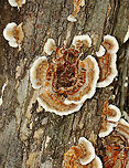 Turkey Tail - Trametes versicolor Habitat: Rotting wood; deciduous forest/mountainside<br />
https://www.jungledragon.com/image/130301/turkey_tail_-_trametes_versicolor.html Geotagged,Summer,Trametes versicolor,Turkey Tail,United States,fungus,polypore,trametes