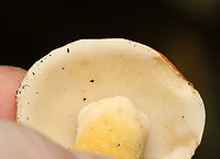 Chestnut Bolete - Gyroporus castaneus group Habitat: Deciduous forest/mountainside<br />
https://www.jungledragon.com/image/130304/mushroom_-_leccinum_longicurvipes.html<br />
https://www.jungledragon.com/image/130306/mushroom_-_leccinum_longicurvipes.html<br />
https://www.jungledragon.com/image/130305/mushroom_-_leccinum_longicurvipes.html Chestnut bolete,Geotagged,Gyroporus castaneus,Summer,United States,fungus,mushroom