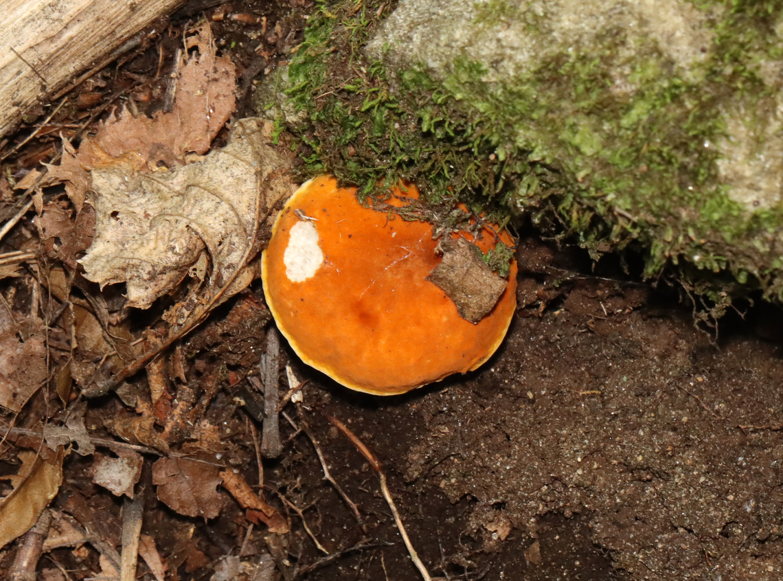 Chestnut Bolete - Gyroporus castaneus group Habitat: Deciduous forest/mountainside<br />
<figure class="photo"><a href="https://www.jungledragon.com/image/130304/chestnut_bolete_-_gyroporus_castaneus_group.html" title="Chestnut Bolete - Gyroporus castaneus group"><img src="https://s3.amazonaws.com/media.jungledragon.com/images/3232/130304_thumb.jpg?AWSAccessKeyId=05GMT0V3GWVNE7GGM1R2&Expires=1767225610&Signature=V4TlA2BwbUG4pjROETYjABy4ftw%3D" width="200" height="146" alt="Chestnut Bolete - Gyroporus castaneus group Habitat: Deciduous forest/mountainside<br />
https://www.jungledragon.com/image/130304/mushroom_-_leccinum_longicurvipes.html<br />
https://www.jungledragon.com/image/130306/mushroom_-_leccinum_longicurvipes.html<br />
https://www.jungledragon.com/image/130305/mushroom_-_leccinum_longicurvipes.html Chestnut bolete,Geotagged,Gyroporus castaneus,Summer,United States,fungus,mushroom" /></a></figure><br />
<figure class="photo"><a href="https://www.jungledragon.com/image/130306/chestnut_bolete_-_gyroporus_castaneus_group.html" title="Chestnut Bolete - Gyroporus castaneus group"><img src="https://s3.amazonaws.com/media.jungledragon.com/images/3232/130306_thumb.jpg?AWSAccessKeyId=05GMT0V3GWVNE7GGM1R2&Expires=1767225610&Signature=p5%2Bmzk3nBoZE%2F%2BbztY98w2MZBK4%3D" width="200" height="158" alt="Chestnut Bolete - Gyroporus castaneus group Habitat: Deciduous forest/mountainside<br />
https://www.jungledragon.com/image/130304/mushroom_-_leccinum_longicurvipes.html<br />
https://www.jungledragon.com/image/130306/mushroom_-_leccinum_longicurvipes.html<br />
https://www.jungledragon.com/image/130305/mushroom_-_leccinum_longicurvipes.html Chestnut bolete,Geotagged,Gyroporus castaneus,Summer,United States" /></a></figure><br />
<figure class="photo"><a href="https://www.jungledragon.com/image/130305/chestnut_bolete_-_gyroporus_castaneus_group.html" title="Chestnut Bolete - Gyroporus castaneus group"><img src="https://s3.amazonaws.com/media.jungledragon.com/images/3232/130305_thumb.jpg?AWSAccessKeyId=05GMT0V3GWVNE7GGM1R2&Expires=1767225610&Signature=nvDi0Jg9dbj6dXyBzswjNGJ0daM%3D" width="200" height="150" alt="Chestnut Bolete - Gyroporus castaneus group Habitat: Deciduous forest/mountainside<br />
https://www.jungledragon.com/image/130304/mushroom_-_leccinum_longicurvipes.html<br />
https://www.jungledragon.com/image/130306/mushroom_-_leccinum_longicurvipes.html<br />
https://www.jungledragon.com/image/130305/mushroom_-_leccinum_longicurvipes.html Chestnut bolete,Geotagged,Gyroporus castaneus,Summer,United States" /></a></figure> Chestnut bolete,Geotagged,Gyroporus castaneus,Summer,United States