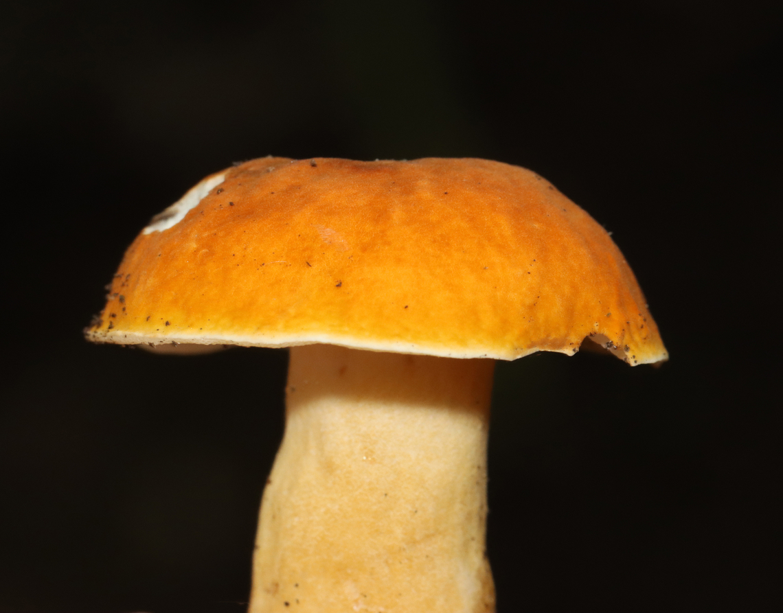 Chestnut Bolete - Gyroporus castaneus group Habitat: Deciduous forest/mountainside<br />
<figure class="photo"><a href="https://www.jungledragon.com/image/130304/chestnut_bolete_-_gyroporus_castaneus_group.html" title="Chestnut Bolete - Gyroporus castaneus group"><img src="https://s3.amazonaws.com/media.jungledragon.com/images/3232/130304_thumb.jpg?AWSAccessKeyId=05GMT0V3GWVNE7GGM1R2&Expires=1759968010&Signature=Q%2BT8ewXv9VMJKK2TlENZRrQ0lrY%3D" width="200" height="146" alt="Chestnut Bolete - Gyroporus castaneus group Habitat: Deciduous forest/mountainside<br />
https://www.jungledragon.com/image/130304/mushroom_-_leccinum_longicurvipes.html<br />
https://www.jungledragon.com/image/130306/mushroom_-_leccinum_longicurvipes.html<br />
https://www.jungledragon.com/image/130305/mushroom_-_leccinum_longicurvipes.html Chestnut bolete,Geotagged,Gyroporus castaneus,Summer,United States,fungus,mushroom" /></a></figure><br />
<figure class="photo"><a href="https://www.jungledragon.com/image/130306/chestnut_bolete_-_gyroporus_castaneus_group.html" title="Chestnut Bolete - Gyroporus castaneus group"><img src="https://s3.amazonaws.com/media.jungledragon.com/images/3232/130306_thumb.jpg?AWSAccessKeyId=05GMT0V3GWVNE7GGM1R2&Expires=1759968010&Signature=DeuZvMxmo4IpyrYFkqtAFvdXY60%3D" width="200" height="158" alt="Chestnut Bolete - Gyroporus castaneus group Habitat: Deciduous forest/mountainside<br />
https://www.jungledragon.com/image/130304/mushroom_-_leccinum_longicurvipes.html<br />
https://www.jungledragon.com/image/130306/mushroom_-_leccinum_longicurvipes.html<br />
https://www.jungledragon.com/image/130305/mushroom_-_leccinum_longicurvipes.html Chestnut bolete,Geotagged,Gyroporus castaneus,Summer,United States" /></a></figure><br />
<figure class="photo"><a href="https://www.jungledragon.com/image/130305/chestnut_bolete_-_gyroporus_castaneus_group.html" title="Chestnut Bolete - Gyroporus castaneus group"><img src="https://s3.amazonaws.com/media.jungledragon.com/images/3232/130305_thumb.jpg?AWSAccessKeyId=05GMT0V3GWVNE7GGM1R2&Expires=1759968010&Signature=AQlDAEfaKLd2rcER4eWGs%2BxNXgA%3D" width="200" height="150" alt="Chestnut Bolete - Gyroporus castaneus group Habitat: Deciduous forest/mountainside<br />
https://www.jungledragon.com/image/130304/mushroom_-_leccinum_longicurvipes.html<br />
https://www.jungledragon.com/image/130306/mushroom_-_leccinum_longicurvipes.html<br />
https://www.jungledragon.com/image/130305/mushroom_-_leccinum_longicurvipes.html Chestnut bolete,Geotagged,Gyroporus castaneus,Summer,United States" /></a></figure> Chestnut bolete,Geotagged,Gyroporus castaneus,Summer,United States