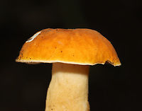 Chestnut Bolete - Gyroporus castaneus group Habitat: Deciduous forest/mountainside<br />
https://www.jungledragon.com/image/130304/mushroom_-_leccinum_longicurvipes.html<br />
https://www.jungledragon.com/image/130306/mushroom_-_leccinum_longicurvipes.html<br />
https://www.jungledragon.com/image/130305/mushroom_-_leccinum_longicurvipes.html Chestnut bolete,Geotagged,Gyroporus castaneus,Summer,United States