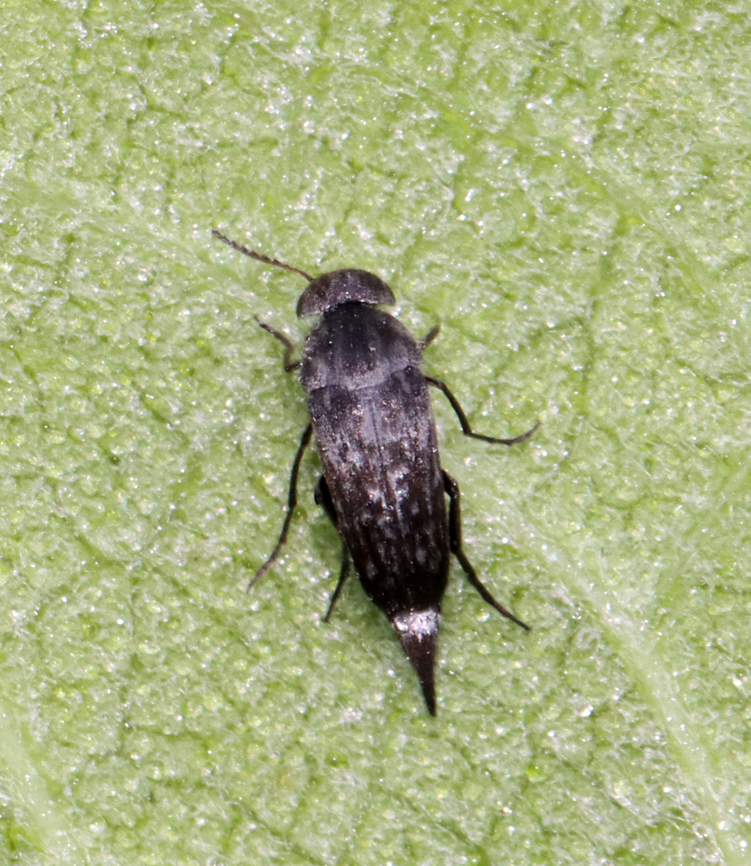Tumbling Flower Beetle - Mordella marginata Humpbacked beetle with a pointy abdomen that extends beyond the elytra.<br />
<br />
Habitat: Rural garden Geotagged,Mordella Marginata,Mordella marginata,Summer,United States,beetle,mordella